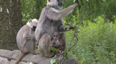 Ostravská zoo se pyšní světovým prvenstvím, tři mláďata opiček hulmanů posvátných