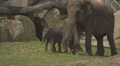 Sloní mláďata se poprvé ukázala návštěvníkům pražské zoo