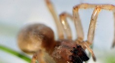 Danu kousl jedovatý pavouk, v sanitce přestala komunikovat