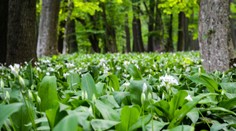 Ochutnejte medvědí česnek! Právě má sezónu. RECEPTY