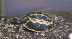 Brněnská ZOO ohromila světovým unikátem: Zajistilo ho želví miminko