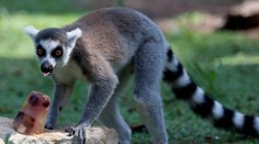 Ze zoo uprchl lemur, pobíhá v ulicích Ostravy. Nikdo na něj nesmí sahat