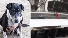 Kuriózní zákrok. Policisté naháněli psa mezi auty. Marně! VIDEO