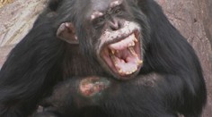 Skandál v norské zoo, zdrogovaný šimpanz sám sebe vážně zraňoval