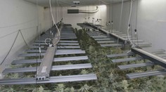 Policie dopadla dva muže, kteří měli vlastnit pěstírnu marihuany na Přerovsku
