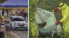Barum rally ohrožuje africký mor prasat! Zkrátí kvůli němu trať