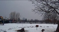 Oslík se topil v zamrzlém jezírku. Zachránili ho na poslední chvíli!