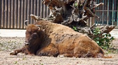 Návštěvníci v zoo házeli na bizony kameny. Nic nedělají, obhajovali se