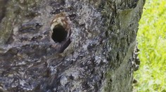 VIDEO: Vandal navrtal a otrávil stromy ve Valašském Meziříčí