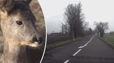 Lockdown žene zvěř i na neobvyklá místa. Srážek s auty rychle přibývá
