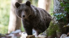 Otce a syna na Slovensku přepadla medvědice. Chlapec při útěku zakopl
