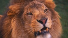 Smutná zpráva: Umřela legenda liberecké ZOO, lev Sultán!