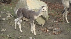 Příjemné překvapení v jihlavské ZOO. Narodila se tam lama druhu alpaka