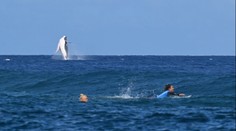 Další ikonická fotka z Tahiti. Surfařky měly nečekaného diváka