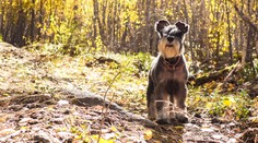 Fenka spolkla žalud, měla z toho těžkou otravu. Buďte obezřetní, varují veterináři
