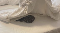 Personál pražského hotelu čekal šok. V pokoji se plazilo několik hadů