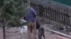 VIDEO: Kozu surově napadl pes. Majitel nechal zvíře trpět, není to prý poprvé