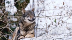 Fotopasti zachytily unikátní záběry vlků v Beskydech. Chovatelé ovcí ale radost nemají