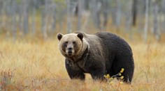Na Slovensku znovu útočil medvěd. Napadl a zranil běžce