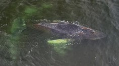 Keporkak Finn vydržel na svobodě jen pár dní. Už zase bojuje na mělčině o život