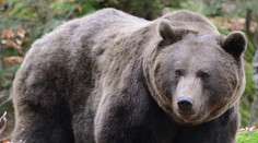 Strach v Beskydech: U chatové osady se toulal medvěd, varuje úřad