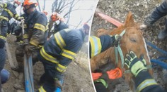 Kůň se zabořil do bahna. Vysvobodit ho museli hasiči