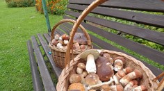 Neslýchané! Houbařům se daří i v listopadu, pochvalují si úlovky