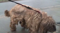 Ben trpěl hlady a žízní, zarostl tak, že se sotva hýbal! Už je mu líp