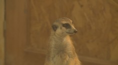 Zoo Hluboká se rozzářila do vánoční nálady. Zdobí ji téměř milion světýlek