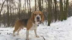STŘEPINY: Alergie, které trápí naše psy
