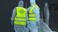 Drůbež v Česku ohrožuje nová nemoc. Způsobuje hromadné úhyny ptactva