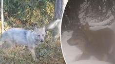 VIDEO: Vlci procházejí obcí. Roztrhali tam už několik ovcí