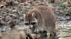 Ostravskou zoo trápí mývali. Plundrují krmítka i ptačí hnízda
