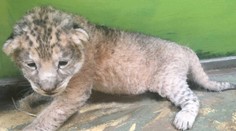 Velká tragédie v hodonínské zoo. Zemřelo teprve měsíční lvíče