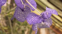 VÍKEND: Jak čeští vědci rozmnožují orchideje?