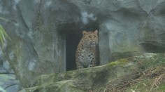 Olomoucká zoo má nový přírůstek. Ohroženou samici levharta mandžuského