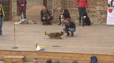 Psi soupeřili o titul nejhezčí voříšek! Akce má pomoci zvířatům