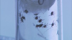 Vysoká aktivita klíšťat. Hrozí velké zdravotní komplikace