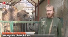 Velbloudí mládě se narodilo i v tuhém mrazu. Daří se mu skvěle