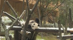 VIDEO: Panda si v čínské zoo užívá první sněhovou nadílku
