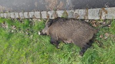 Neznámý pachatel zastřelil šípem bachyni v Mostě. Hrozí mu dva roky