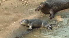 TO SNAD NE! V jihlavské zoo zemřelo čtrnáctidenní tulení mládě