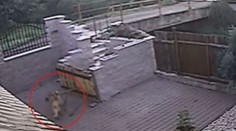 Pes ukradl koště na cizí zahradě. S lupem v zubech ohrozil cyklisty
