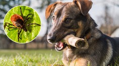 Sezóna klíšťat je tady! Takhle ochráníte své domácí mazlíčky