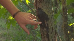 V Česku se šíří nebezpečná houba. Škodí stromům i lidem