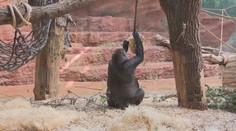 Ovocná i rybí zmrzlina. Zvířata v pražské zoo si užívala letní pochoutky