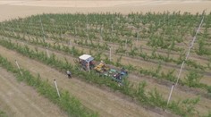 České ovoce může být v budoucnu vzácností. Kvůli počasí a nárůstu cen ubývá sadů