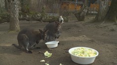 Zoo Děčín hlásí klokaní babyboom, mláďata už vykukují z "kapes"