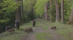 Stovky lidí, 50 loveckých psů. Myslivci ve velkém střílejí divočáky!