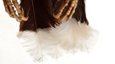 Peří cennější než zlato. Jediné pírko může vyjít na statisíce